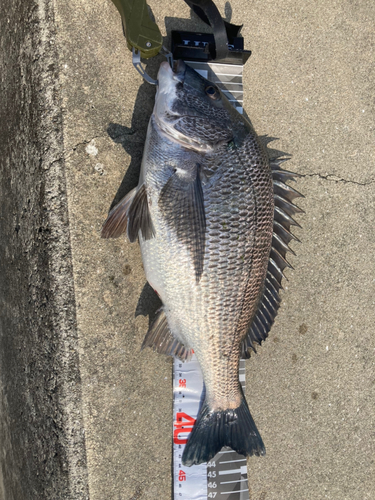 クロダイの釣果