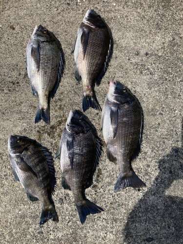 クロダイの釣果