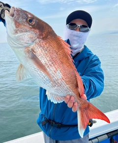 マダイの釣果