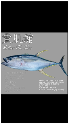 キハダマグロの釣果