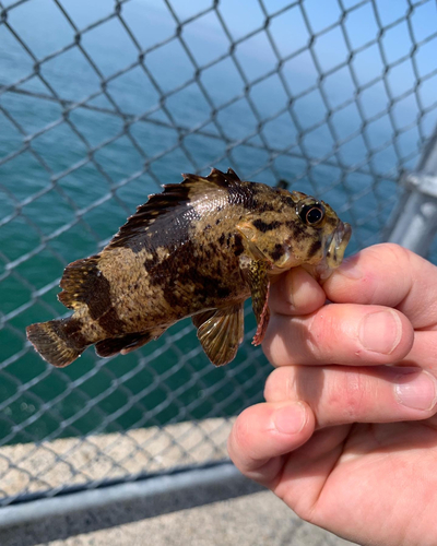 タケノコメバルの釣果