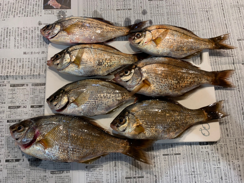 ウミタナゴの釣果