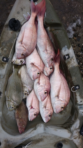 マダイの釣果