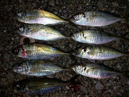 アジの釣果