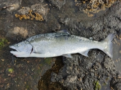 サクラマスの釣果