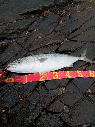 ハマチの釣果