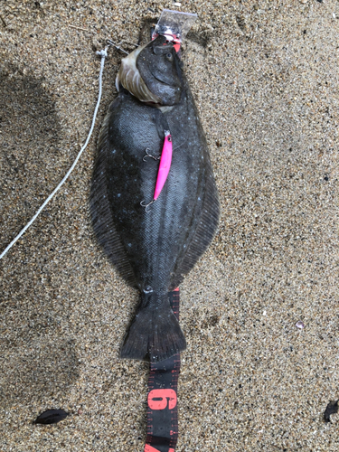 ヒラメの釣果