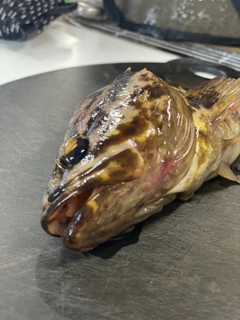 タケノコメバルの釣果