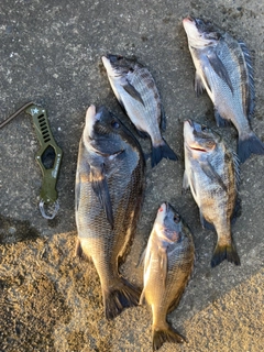 クロダイの釣果