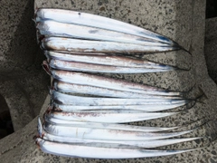 タチウオの釣果