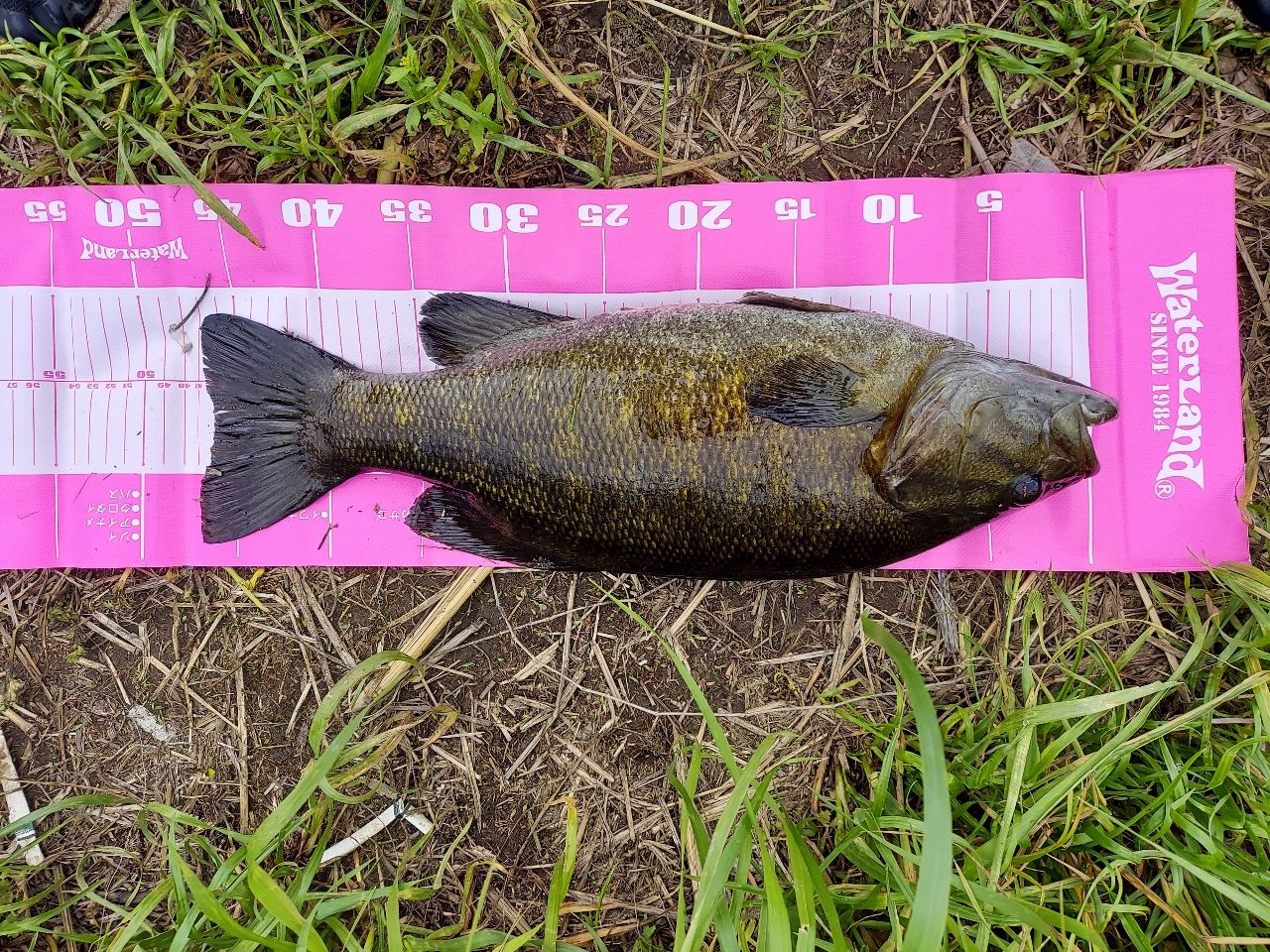 スモールマウスバス