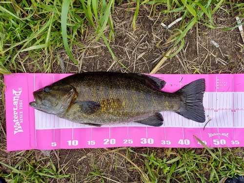 スモールマウスバスの釣果