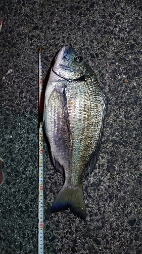 ミナミクロダイの釣果