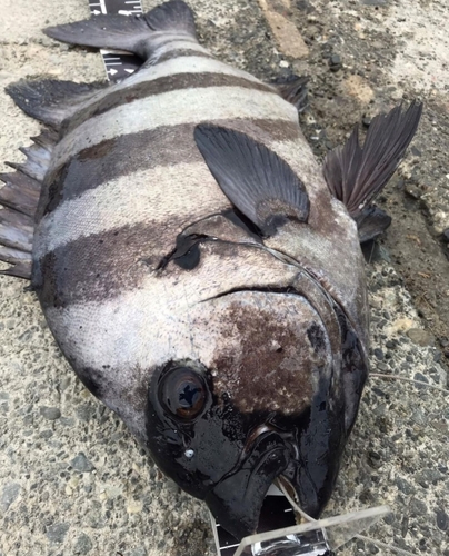 サンバソウの釣果