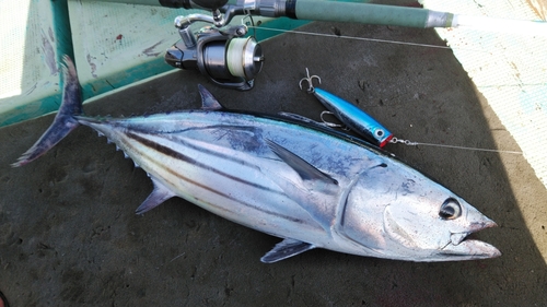 カツオの釣果