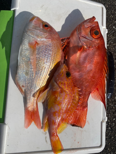 チカメキントキの釣果