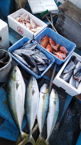 ブリの釣果