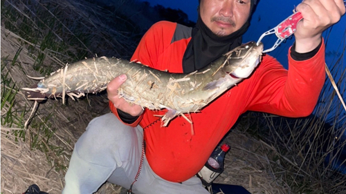 ナマズの釣果