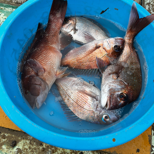 マダイの釣果