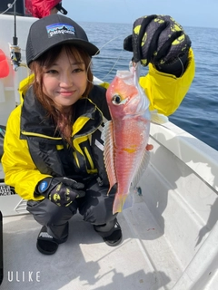 アマダイの釣果