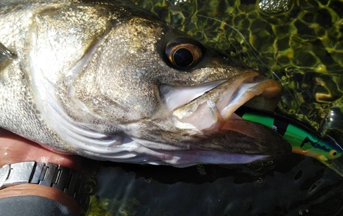 シーバスの釣果