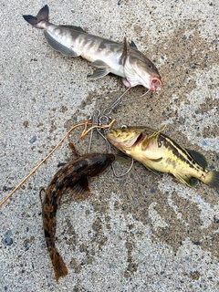 ホッケの釣果