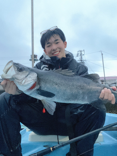 ヒラスズキの釣果