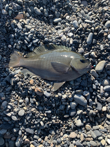 メジナの釣果