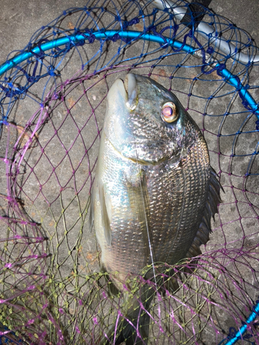 ヘダイの釣果