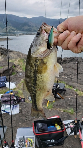 ブラックバスの釣果