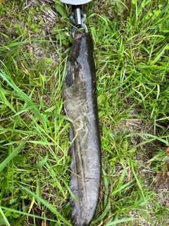 ニホンナマズの釣果