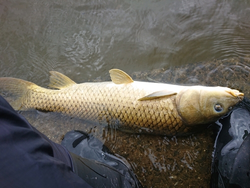 コイの釣果