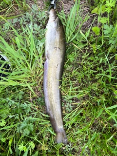 ニホンナマズの釣果