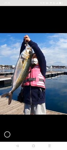 カンパチの釣果