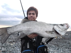 ヒラスズキの釣果