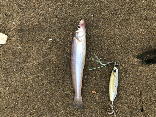 キスの釣果