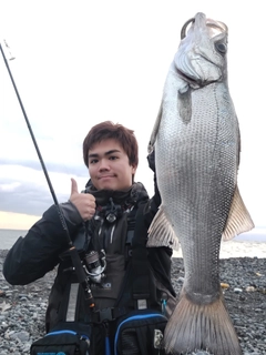 ヒラスズキの釣果