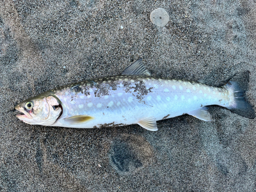 アメマスの釣果