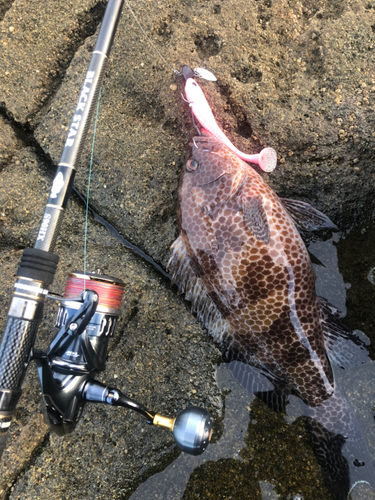 オオモンハタの釣果