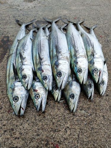 サゴシの釣果