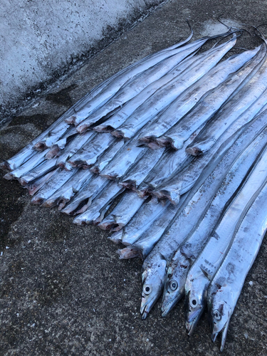 タチウオの釣果