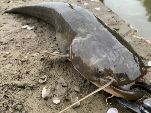 ナマズの釣果