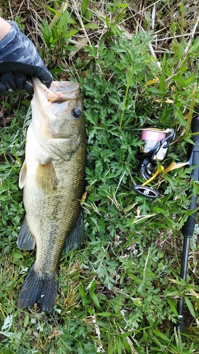 ブラックバスの釣果