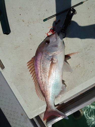 マダイの釣果