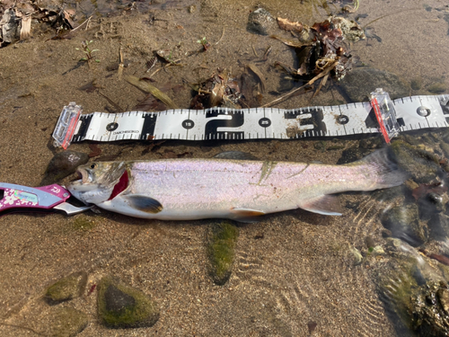 イワナの釣果