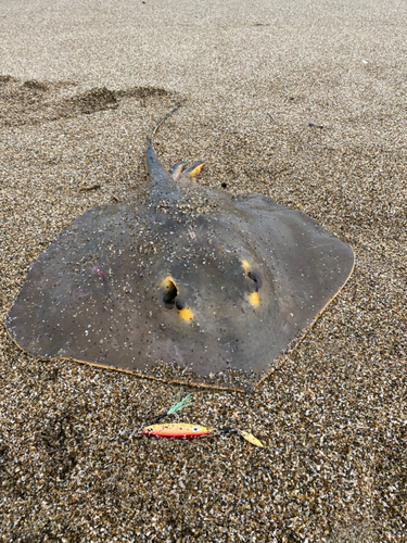 エイの釣果