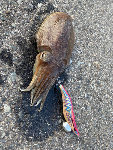 コウイカの釣果