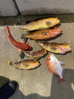 キジハタの釣果