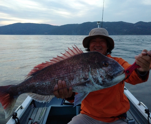 マダイの釣果