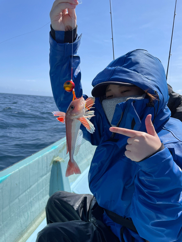 ホウボウの釣果